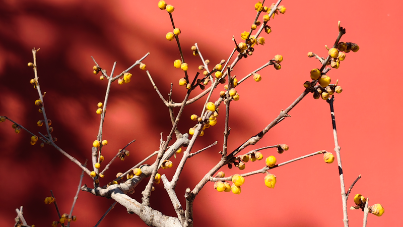 北京・臥仏寺のロウバイが彩る冬景色　深紅の壁と黄金の花のコントラスト