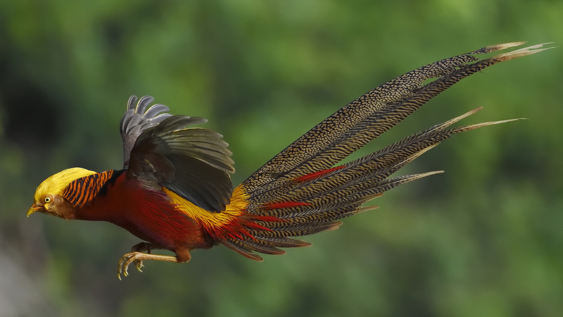 中国の希少な野生生物が映す「緑の発展」と生態文明