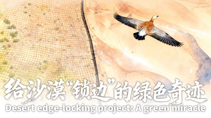 中国・寧夏の砂漠縁ロック計画　153キロの緑が生むグリーン開発の奇跡