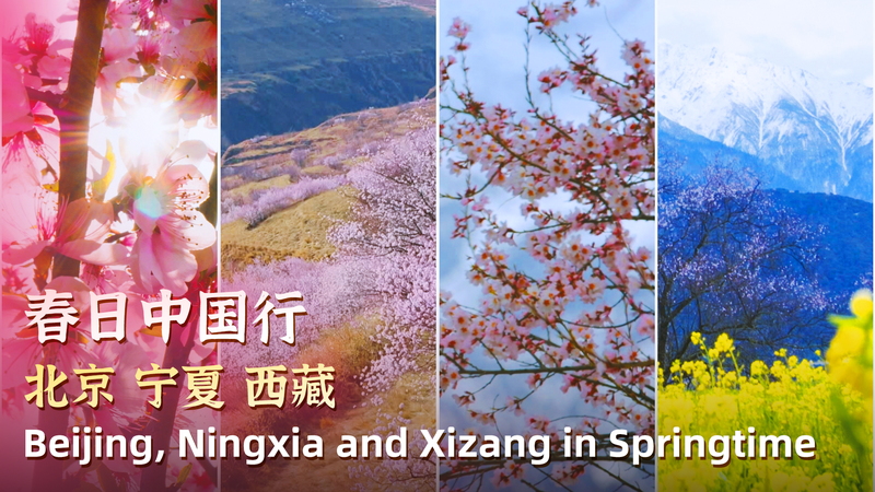 春の中国を歩く：北京からXizangまで、桃の花が彩る絶景3選 video poster