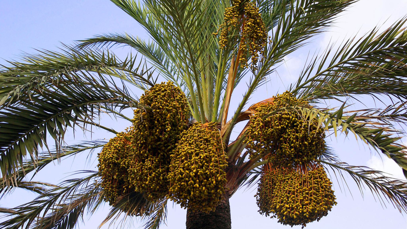 「砂漠のパン」が中国南西部の谷を潤す　雲南省で広がるナツメヤシ栽培