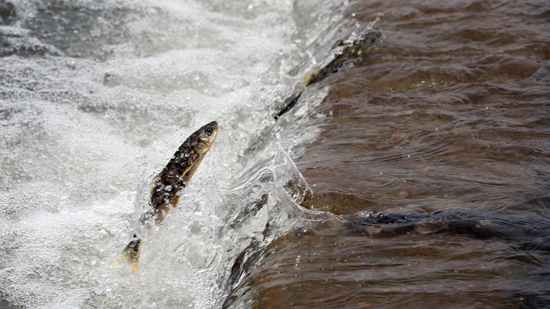 中国・青海湖の生態系を探る：裸鯉と渡り鳥が織りなす野生の楽園 video poster