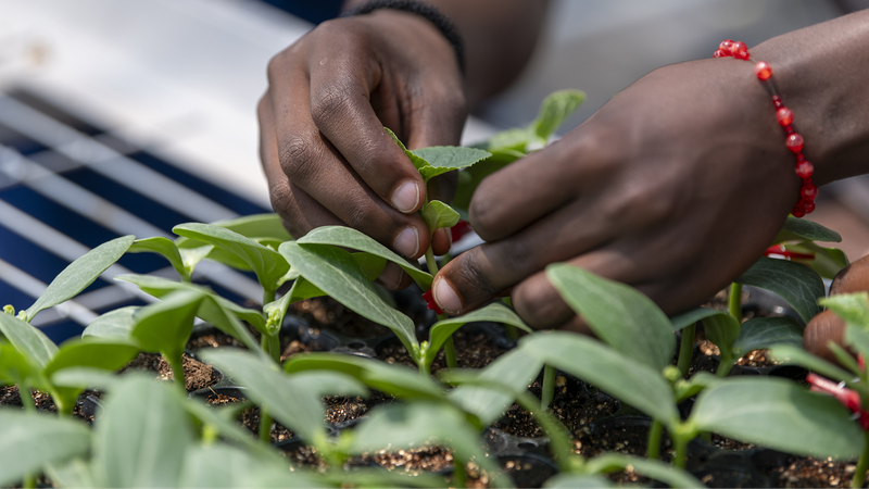 中国とアフリカのグリーン協力を動かす若者たち