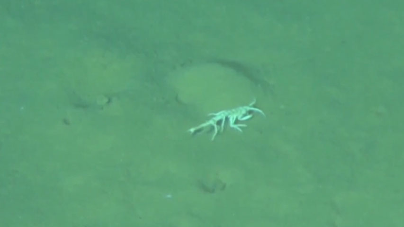 中国研究チーム、マリアナ海溝の深海生態系を世界初の「地図化」