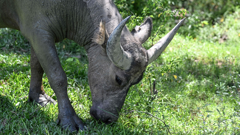 新研究：陸上の食物網に潜む極小プラスチックの影響とは