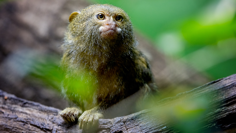 COP16生物多様性会議、公的資金に壁　民間マネーに期待