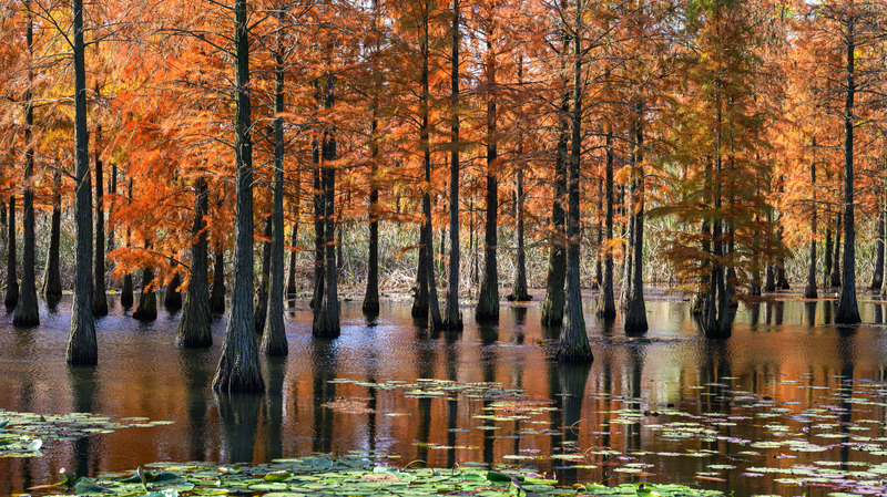 南京チーシャン湖の池杉が真っ赤に染まる　初冬を彩る湿地公園