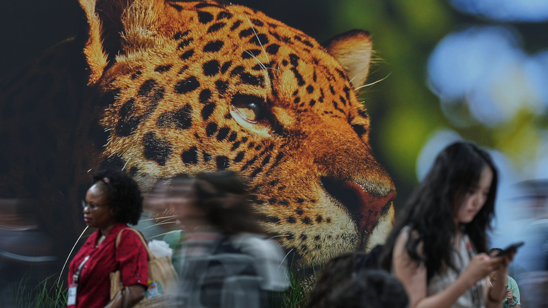 COP30で問われる健康危機　気候変動は「公衆衛生の非常事態」か