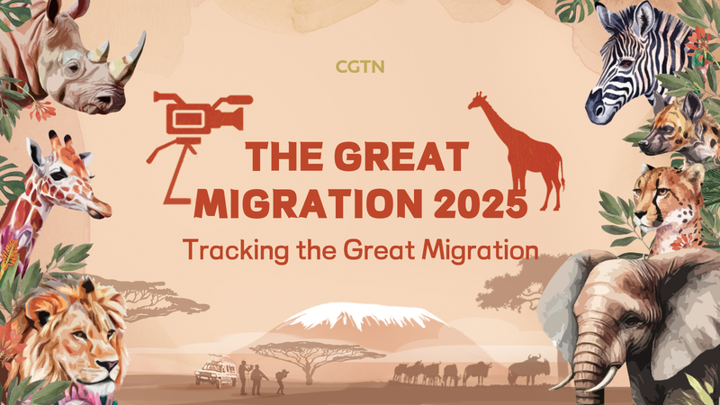 グレート・ミグレーションを追うライブ配信　ケニア発・自然保護のいま video poster