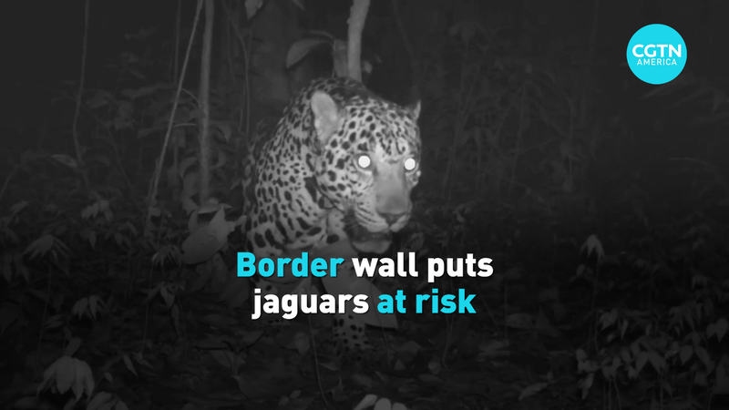 米国・メキシコ国境の壁がジャガーを追い詰める video poster
