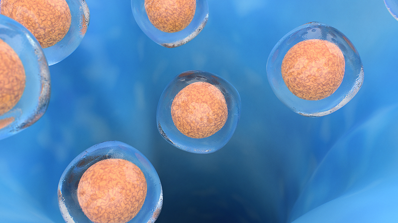 ヒト全細胞アトラスに前進　骨・腸・胸腺を描く最新研究