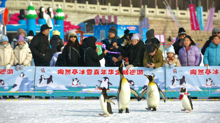 北京・陶然亭公園の氷雪カーニバルが話題　ペンギン行進と新アイス滑り台 video poster