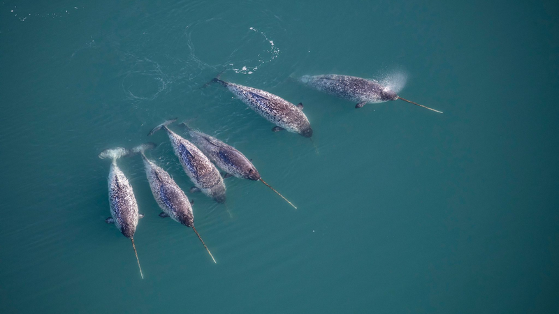 デンマークの保護動物の半数近くが深刻な危機に　新評価が警鐘