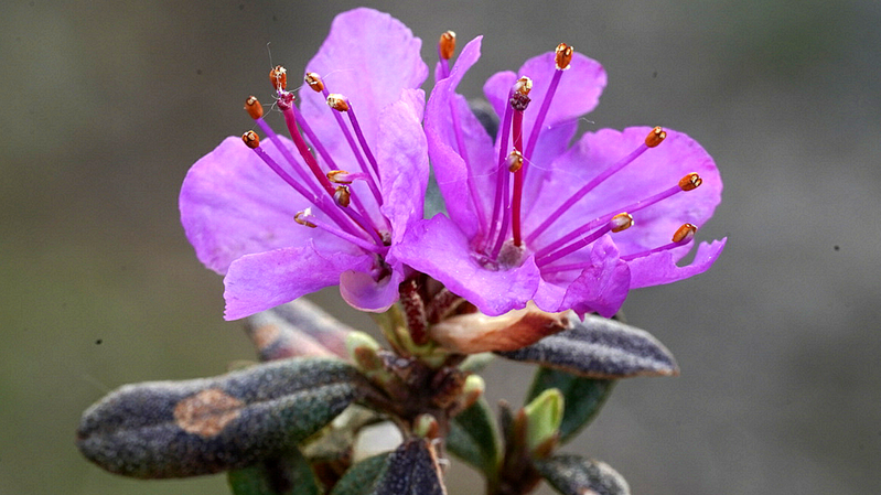 長白山のラップランドローズベイ　ユネスコ世界ジオパークを象徴する高山の花