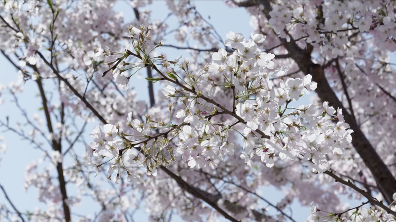 中国武漢の春と桜経済　街を染めるピンクの海 video poster