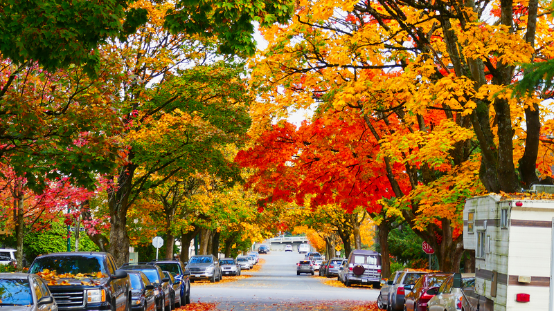 APEC Stories：カナダのメープルが映す自然と産業