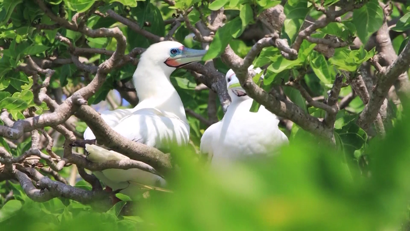 国際生物多様性の日　三沙市・海南の海から考える自然との共生 video poster