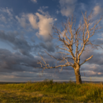 南京大学、非光合成植生を中国本土全域で高精度マッピング　炭素循環の鍵に