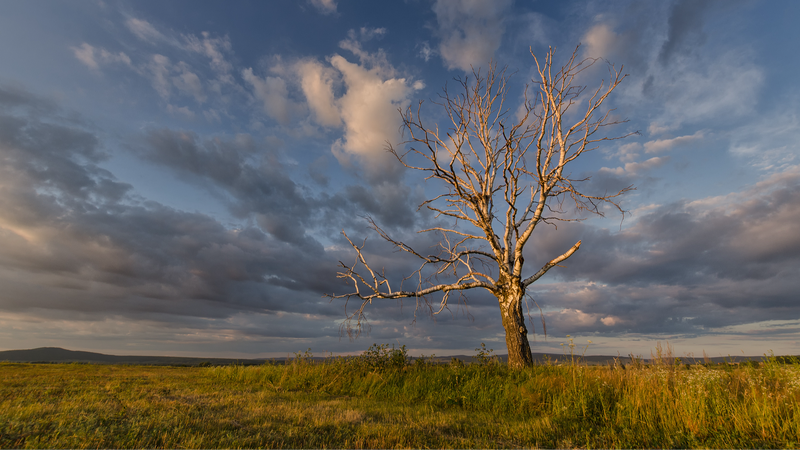 南京大学、非光合成植生を中国本土全域で高精度マッピング　炭素循環の鍵に