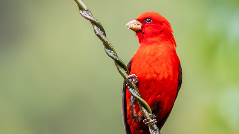 雲南・百花嶺でルビー色のスカーレットフィンチ観察