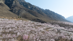 中国北部・太行山脈を覆う桃の花　野生の木が語る山の生態系 video poster