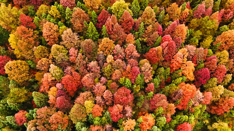 冬の森が五色に染まる 中国貴州省Shazipo Townの絶景 video poster