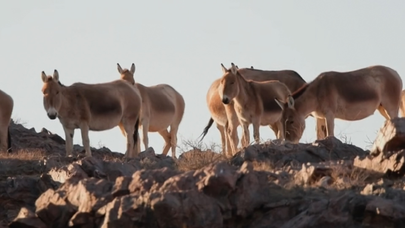 北中国・内モンゴルの草原にモンゴルノロバ数百頭が出現 video poster