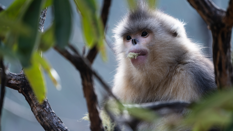 CGTN「Echoes of the Wild」中国の希少野生動物を伝えるアースデイ企画