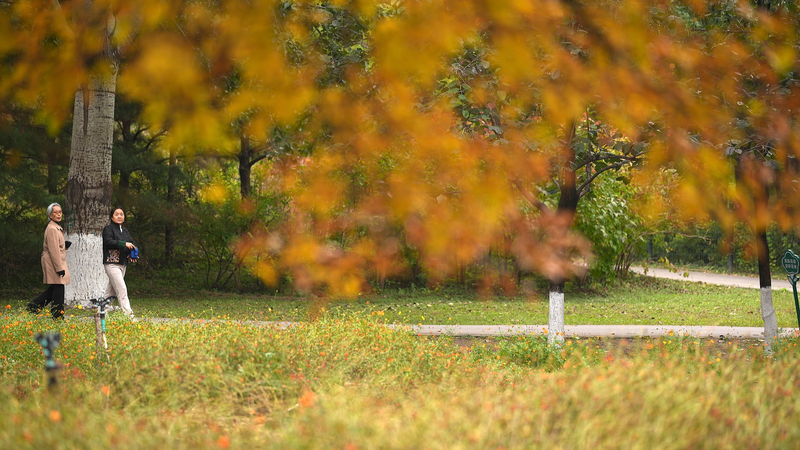 北京のカラフルな秋を歩く 古木と紅葉が彩る最も美しい季節 video poster