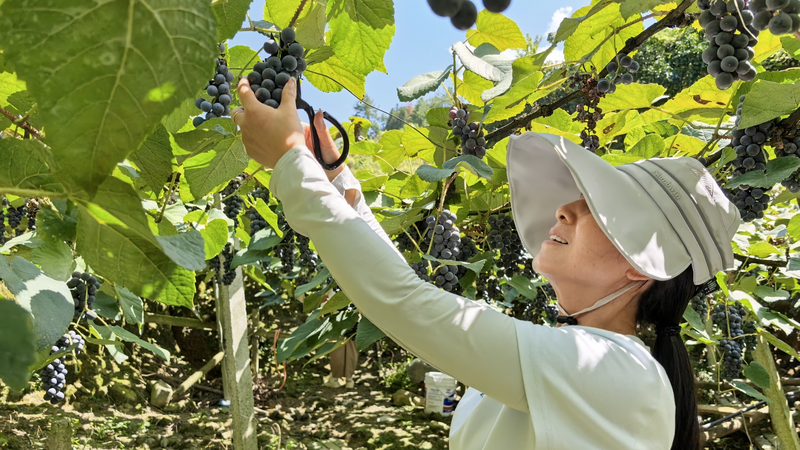 中国・貴州の高地ブドウが収穫期　甘さを育む22度の気候 video poster