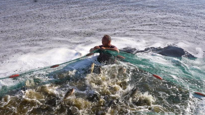 新疆ウイグルの養殖革命　雪解け水が育てる「青い穀倉地帯」