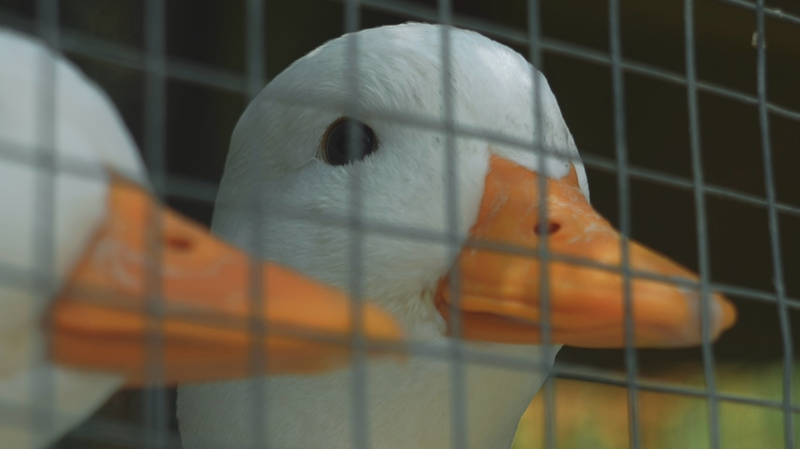 中国・浙江省安吉で広がる若者の山あい起業　竹林から生まれる新しいビジネス