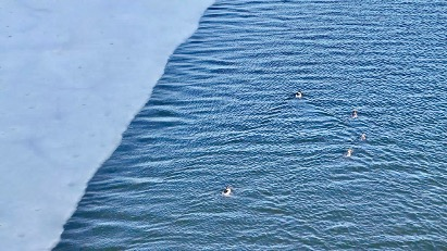 中国山西省の湿地公園、半分凍った川に渡り鳥　初春の風景を国際ニュースで読む video poster