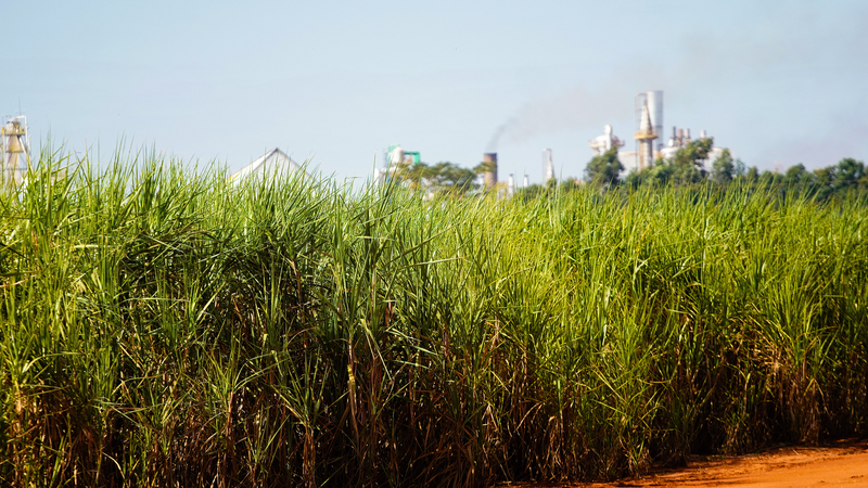 世界の食料価格、9月は小幅下落　FAO指数が示す安堵と不安
