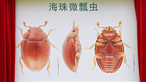 中国南部・広州の都市湿地で新種昆虫発見　Eidoreus haizhuensis