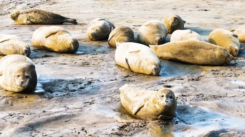 渡り鳥とゴマフアザラシが出会う遼河河口　中国東北部の春の湿地 video poster