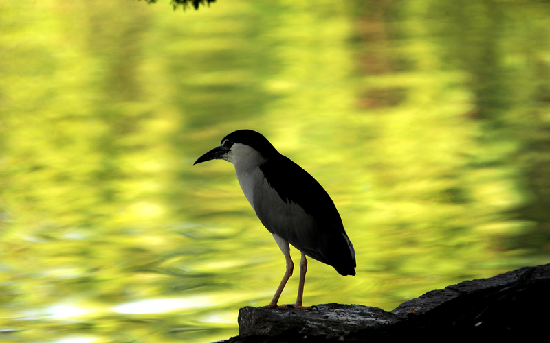 中国・鄭州の「空からのフン問題」が問う、都市と野生動物の新しい関係