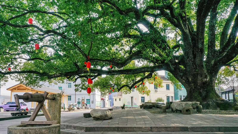 中国で初の古木・名木保護規定が施行　歴史と環境を守る新ルール