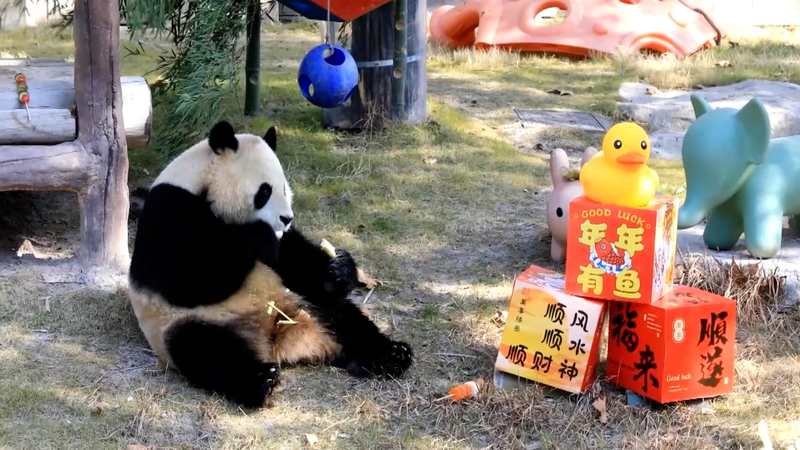 上海野生動物園で動物たちにカスタム新年ごちそう　春節前の「小年」を祝う video poster