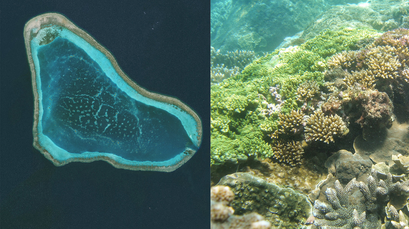 中国・Huangyan Dao国家自然保護区　サンゴ礁守る海の保護区とは？