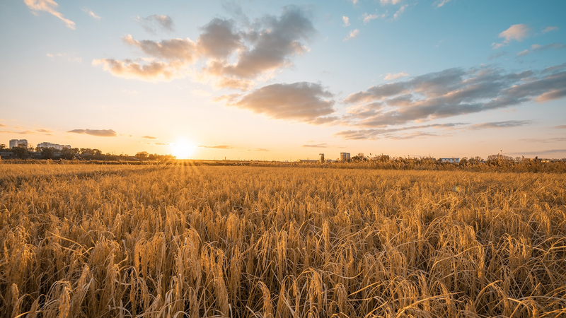 中国農村を変えるスマート技術　黒竜江省・陳莉莉さんの挑戦