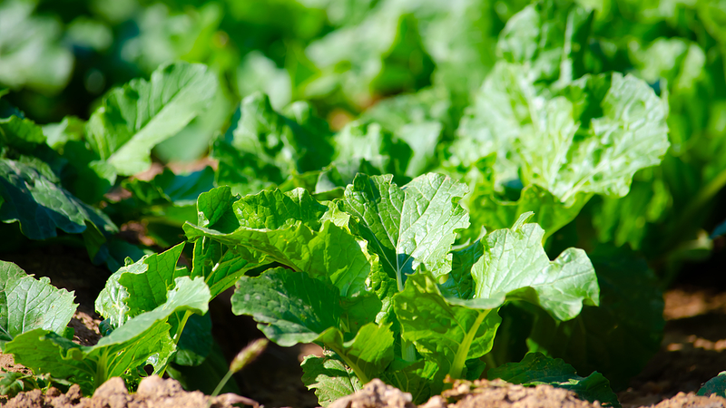 熱帯サンゴ礁島の植生回復で新戦略　中国科学院チームが土壌微生物を解明