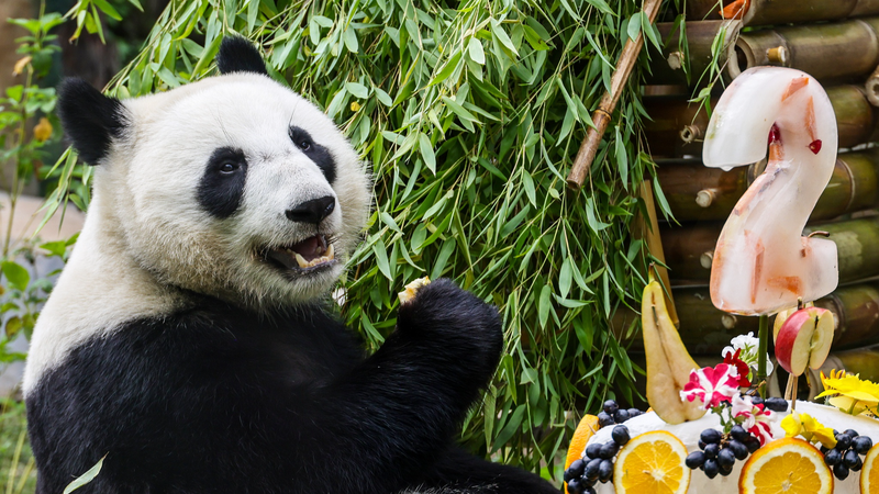 ロシア生まれ初のパンダ「カチューシャ」2歳に モスクワ動物園で誕生日ウィーク