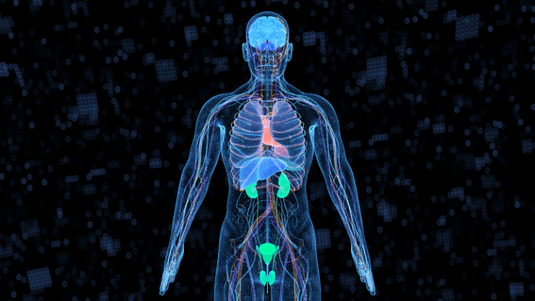 中国の研究チーム、13臓器の「老化」を予測する新モデルを開発