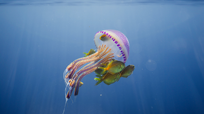 世界海洋デー特集：深い青の魔法と私たちの未来