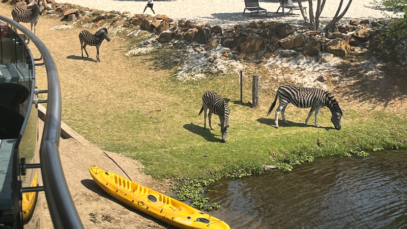 南ア・ヨハネスブルク近郊の自然保護区クレイドルムーンで野生動物が共存