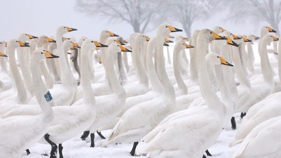 雪の黄河に舞う白鳥たち　中国・黄河湿地「スワンレイク」の冬 video poster