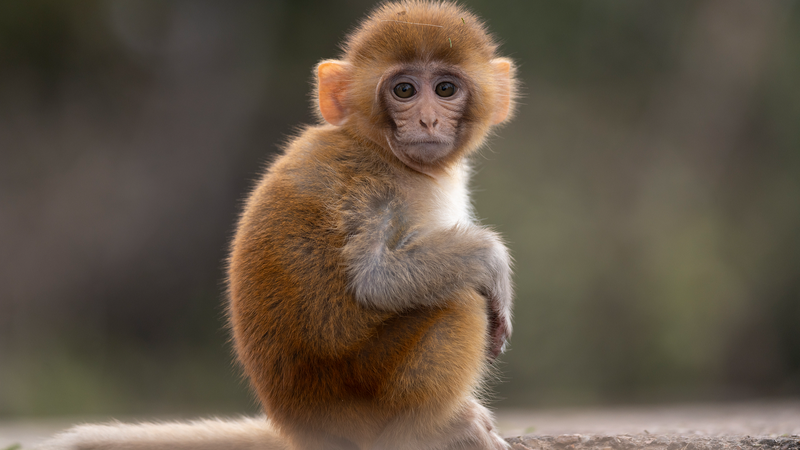 中国の研究チーム、アカゲザルで老化の分子地図を作成