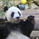 海南のジャイアントパンダ、愛らしい日常をライブ配信第6弾で紹介 video poster