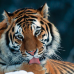 中国本土で野生アムールトラ「5つ子」初確認　国家公園の赤外線カメラが捉える